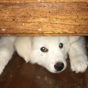 Meet your Posher, Blake